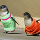 Illustration for article titled The Worldwide Campaign To Knit Sweaters For Penguins